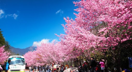 Hoa đào nở rộ vào mùa xuân