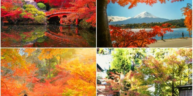 Mùa lá đỏ Nhật Bản với khung cảnh đầy lãng mạn