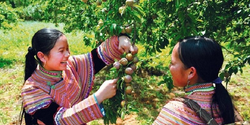 Mộc Châu - nơi có mận chín vào mùa hè